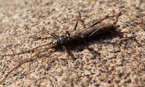 Northern February red stonefly