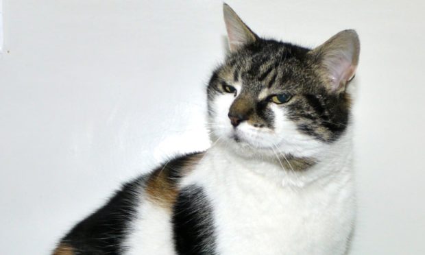 Milly the Asda cat gets new home