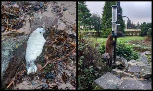 A stranded seal pup and a pine marten stuck in a bird feeder were among some of 2020's most unusual rescues.