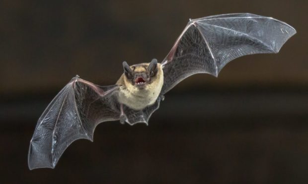 Pipistrelle bat