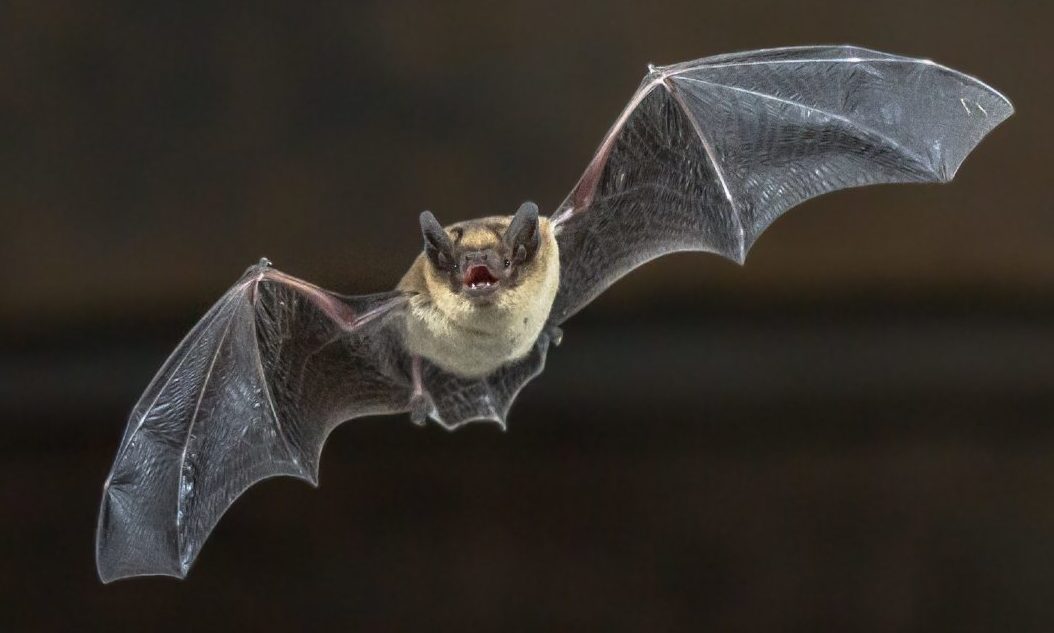 New study finds common pipistrelle bats attracted to wind turbines - Vimarsana News