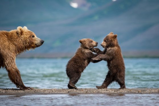 A female brown bear teaches her young cubs to fish before they are forced to flee when another male approaches. Shutterstock