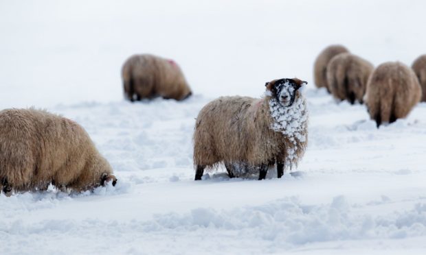 Four sheep died in the incident near Grantown. Picture by Andrew Cawley