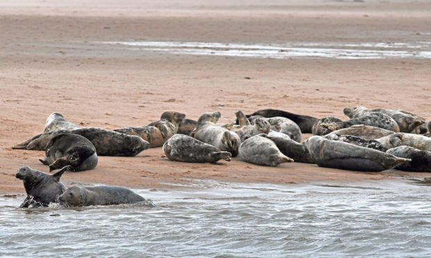 Seals at Newburgh - photographed from a distance.