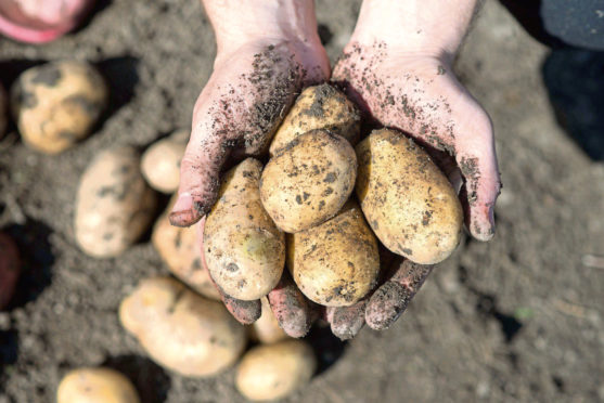 Potato producers need to put aside their aversion to paying tax and consider the industry’s future.