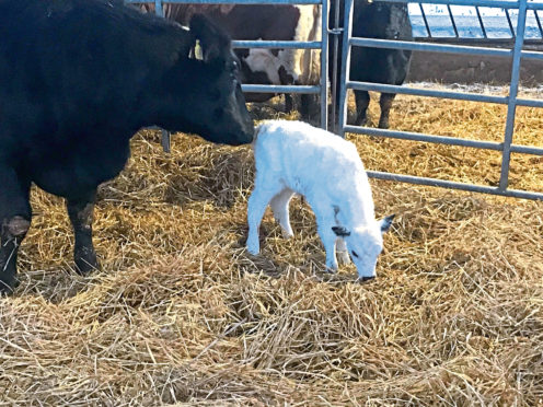 The calf with her surrogate Aberdeen-Angus mother.