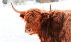 Politicians looking at the issue of live transport should consider the hardiness of Scotland’s animals.