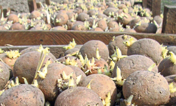 The UK has been banned from exporting seed potatoes to the EU.