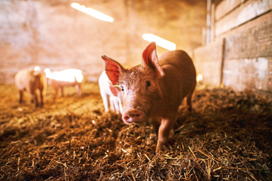 Farmgate prices for pork have now fallen below the cost of production.