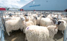 12% more sheep were sold by ANM in 2020.
