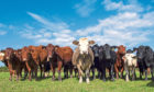 The livestock dashboard will allow Scottish farmers to improve the profitability of their herds.