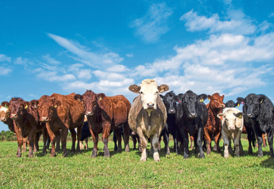 The livestock dashboard will allow Scottish farmers to improve the profitability of their herds.