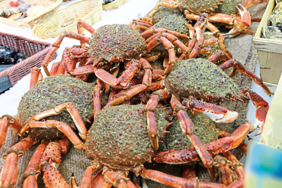 UNAPPETISING: Spider crabs are now being called Cornish king crabs by fishermen to make them more attractive to UK diners.