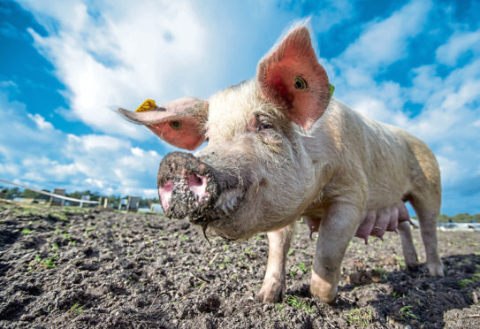 Pig prices are back 14% on the year.