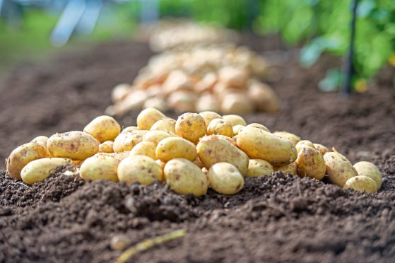 The virtual meeting for Scottish growers takes place on Monday February 22.