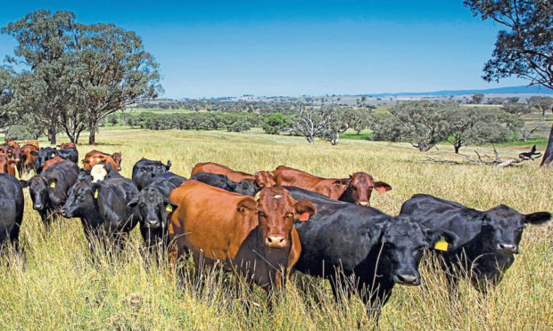 Australian farmers have successfully made the argument that farming can offer a unique solution to climate change.