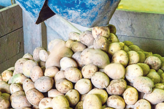 Courier News, Nancy Nicolson Story, CR0004491 Mairi Gougeon MSP is going to visit Skea Organics to highlight issues surrounding seed tatties post Brexit. Picture shows general potato image from the farm - grading. 
East Mains Farm, Dundee. Monday 5th November 2018. Pic Credit - Steve MacDougall