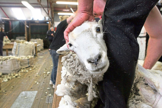 A shearer clips sheep on a large farm in Goose Green on the Falkland Islands.