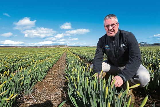 Mark Clark, MD Grampian Growers in field of daffodils near Logie, Angus.