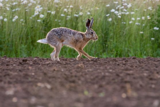 A brown hare.