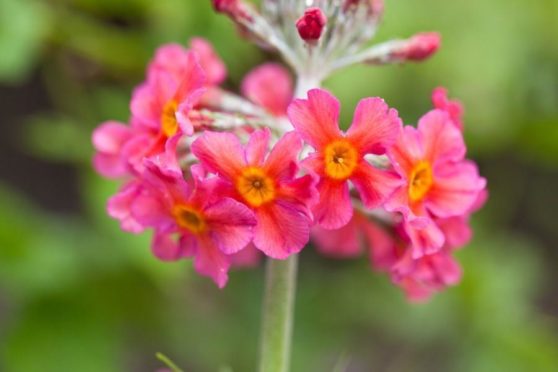 Primula Candelabra
