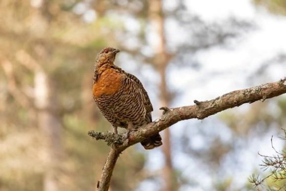 A female capercaillie in a tree.