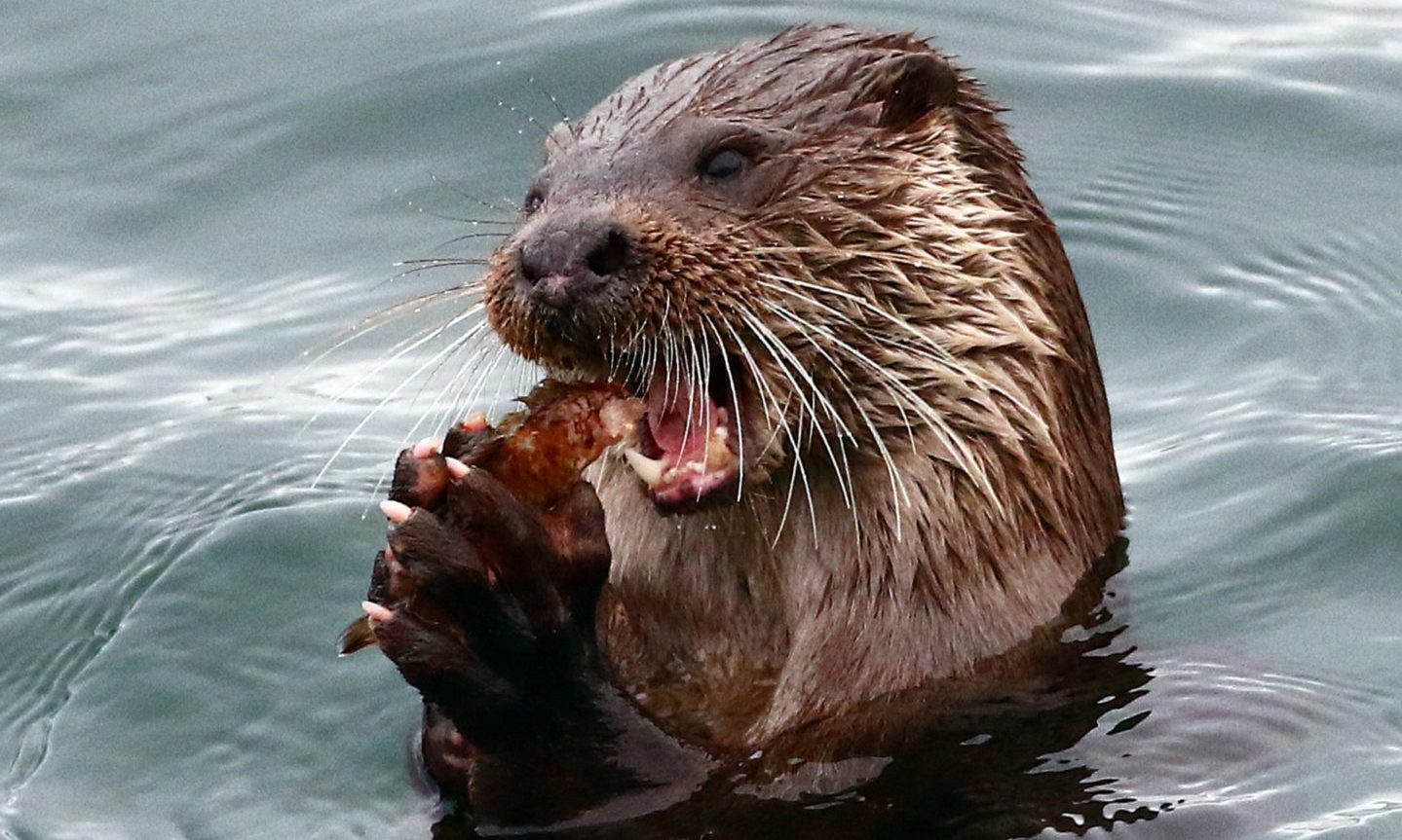 Famous Oban otter is finally named: how do you like Ollie of Dunollie? - Vimarsana News