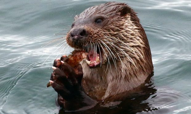 Dog otter eats his lunch  near Dunollie.