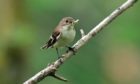 Aberdeen University researchers have been studying the intelligence of flycatchers.
