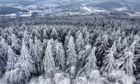 Ice rain, frozen fog and snow sit on the trees in the Taunus region near Frankfurt, Germany.