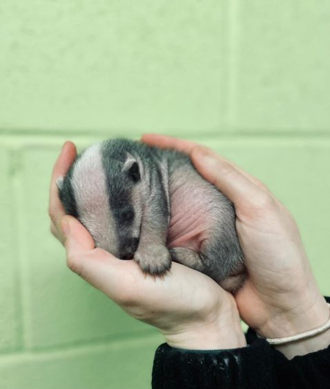 Lavender the badger is being taken care of my the Scottish SPCA.
