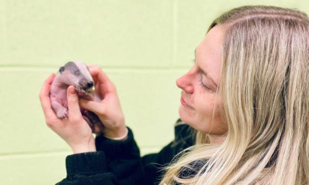 Lavender the badger is being taken care of my the Scottish SPCA.