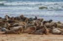 Seals at the mouth of the River Ythan