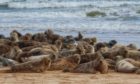 Seals at the mouth of the River Ythan