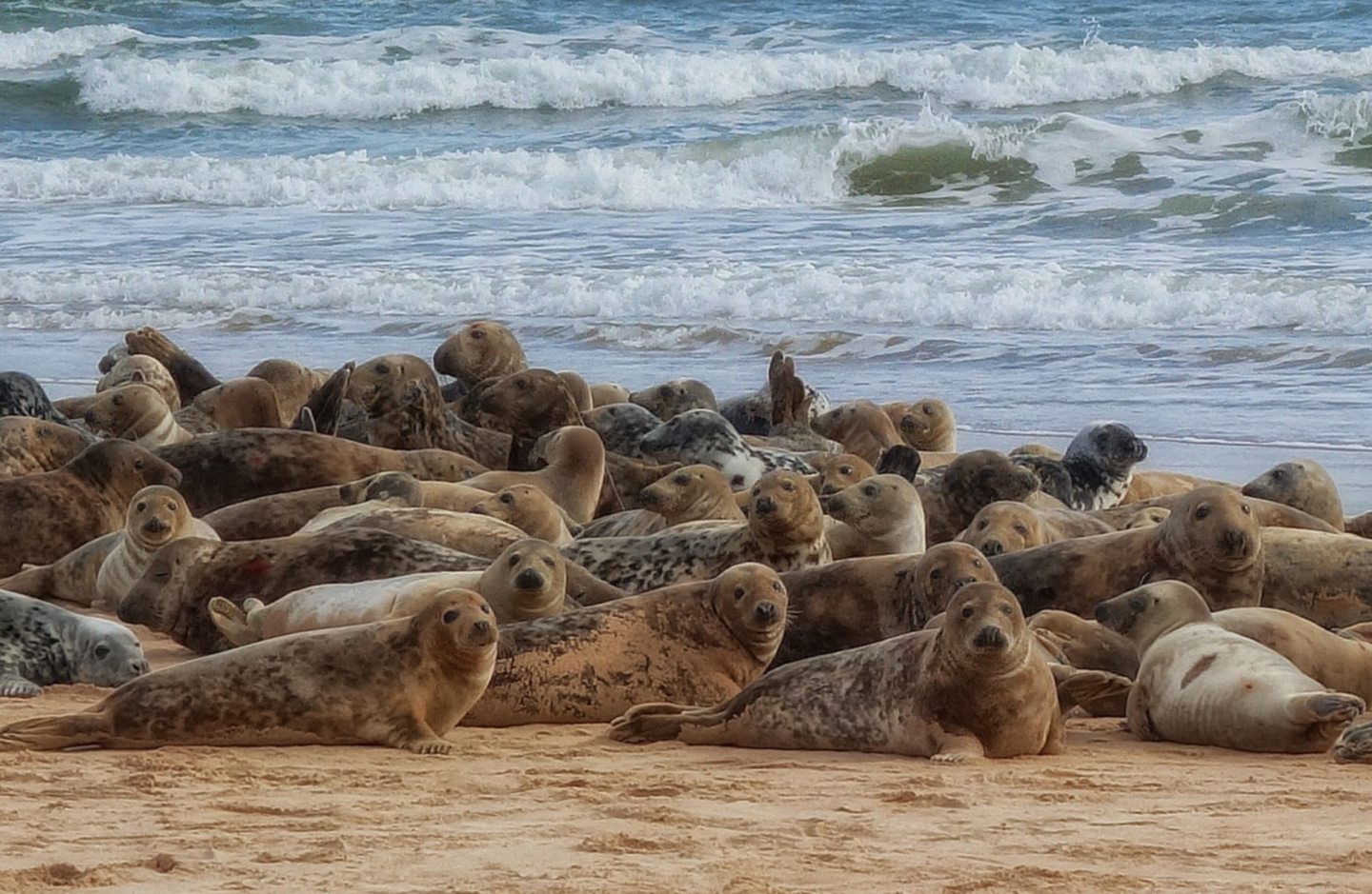 Dog walker warning after young seal pup attacked in Aberdeenshire - Vimarsana News