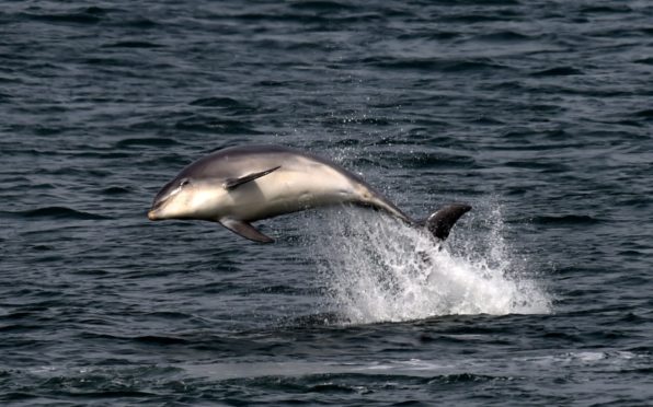 Aberdeen Beach - Picture of Porpoise / Dolphins outside Aberdeen Harbour.

Picture by Kenny Elrick     19/05/2020