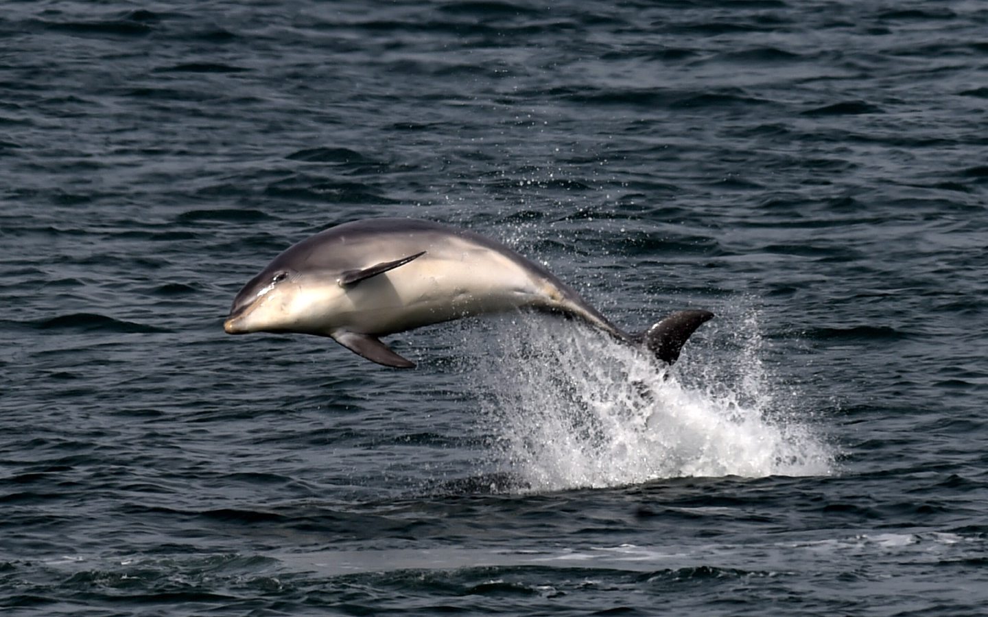 Comparing whale and dolphin DNA with cows could be vital for conservation, according to Aberdeen University research - Vimarsana News