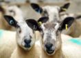 Five sheep have died following a worrying incident.