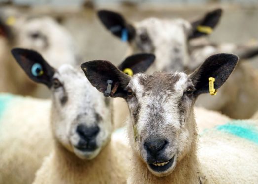 Five sheep have died following a worrying incident.