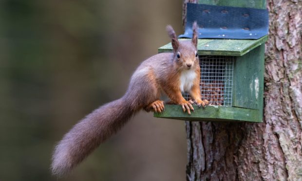 It's hoped the efforts  will improve the diet of red squirrels.