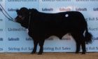 Cairness Paavo topped the sale at 11,000gn.