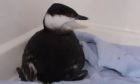 The rare Slavonian Grebe was rescued from Westhill and taken to New Arc before being releasedSupplied by NEW ARC Date; 14/02/2021