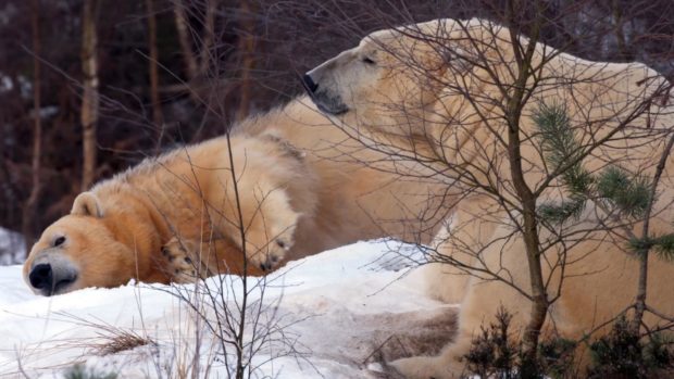 Polar bears Victoria and Arktos have been seen getting cosy at the Highland Wildlife Park,