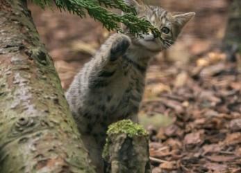 Royal Dornoch Golf Club has maintained its support for one of Scotland's most endangered species