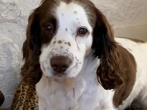 Springer spaniel William was attacked by an "out of control" dog while on a walk at Burghead.