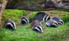 Badgers have burrowed underneath an Aberdeenshire road
