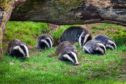 Badgers have burrowed underneath an Aberdeenshire road