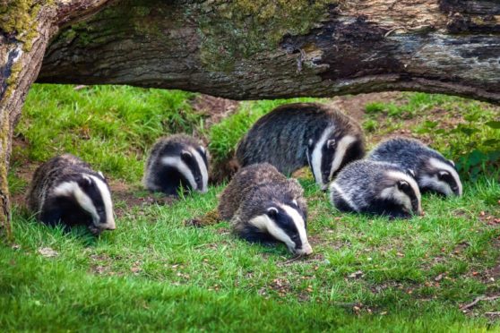 Badgers have burrowed underneath an Aberdeenshire road