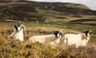 Hill farmers and crofters have an important to play in maintaining the biodiversity that occurs in our hills and uplands.