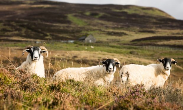 Once the Highlands were cleared of wildlife to make way for sheep, now the situation could be reversed, writes Jim Hunter